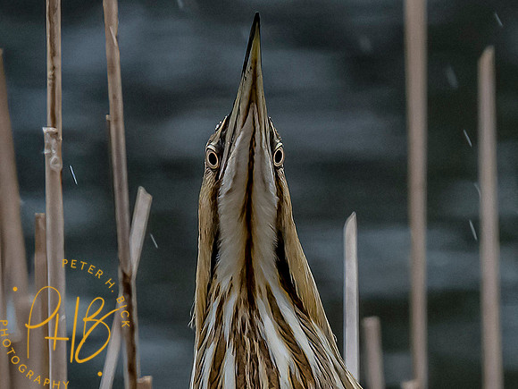 Indiana Birds and Wildlife 2021 4259-Edit