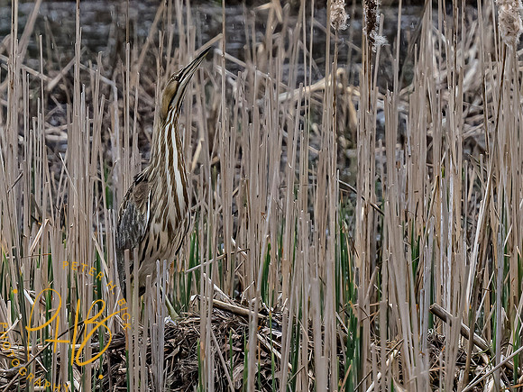 Indiana Birds and Wildlife 2021 4276-Edit