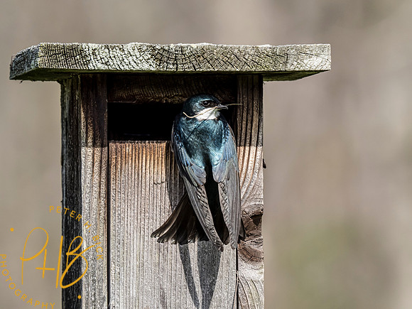 Indiana Birds and Wildlife 2021 4378-Edit