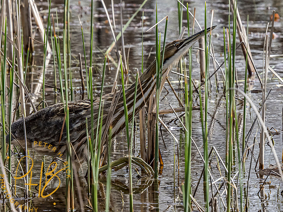Indiana Birds and Wildlife 2021 4510-Edit