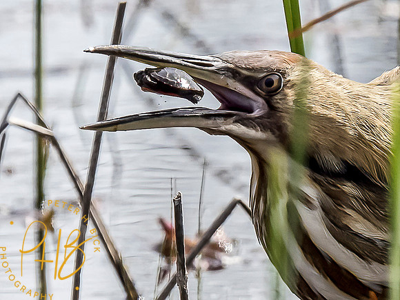 Indiana Birds and Wildlife 2021 4606-Edit