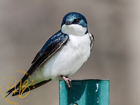 Indiana Birds and Wildlife 2021 4699-Edit