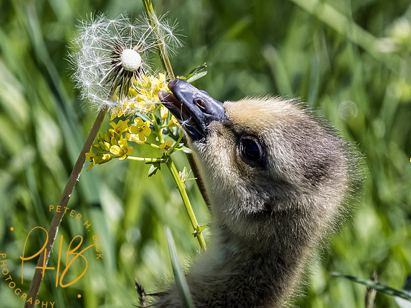 Indiana Birds and Wildlife 2021 4973-Edit