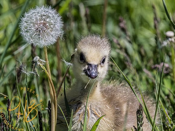 Indiana Birds and Wildlife 2021 4982-Edit