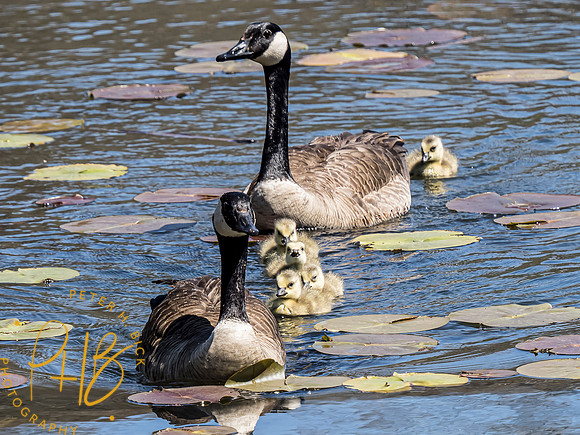 Indiana Birds and Wildlife 2021 5119-Edit