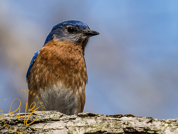 Indiana Birds and Wildlife 2021 5199-Edit