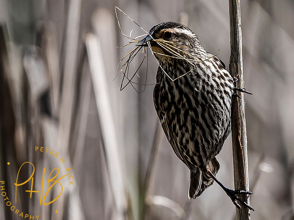Indiana Birds and Wildlife 2021 5244-Edit