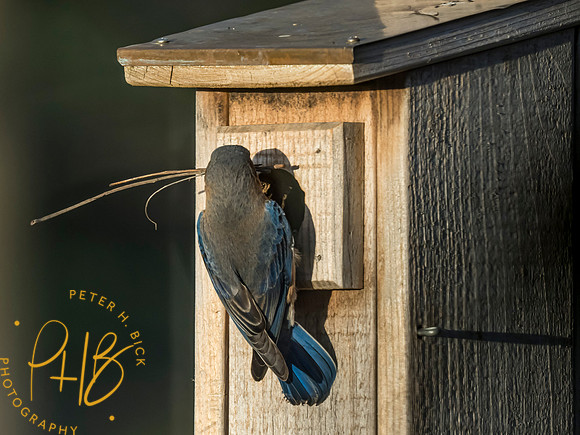 Indiana Birds and Wildlife 2021 5291-Edit