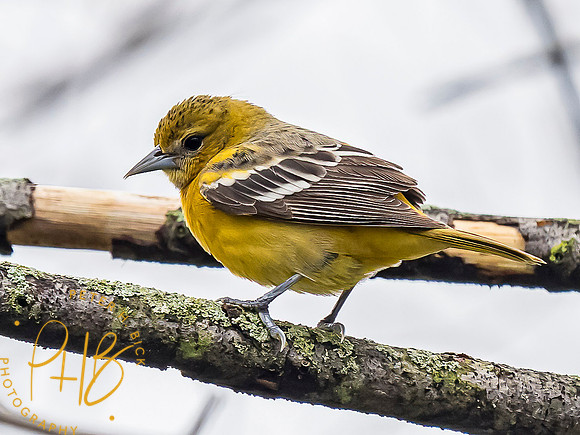 Indiana Birds and Wildlife 2021 5510-Edit