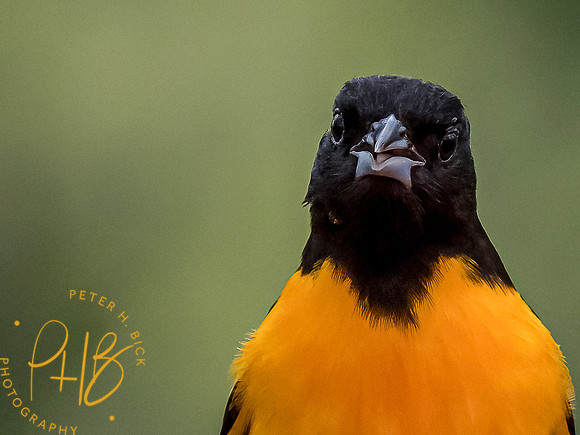 Indiana Birds and Wildlife 2021 5671-Edit