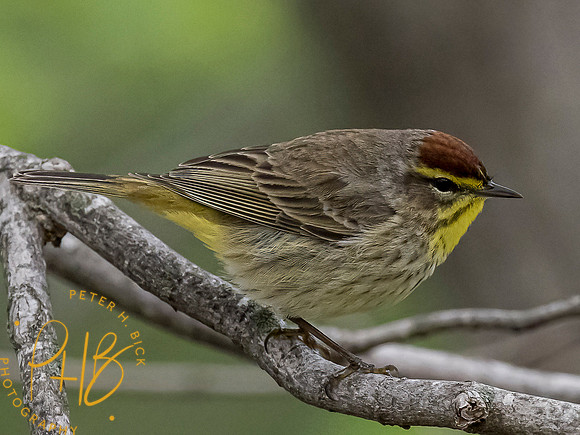 Indiana Birds and Wildlife 2021 5682-Edit