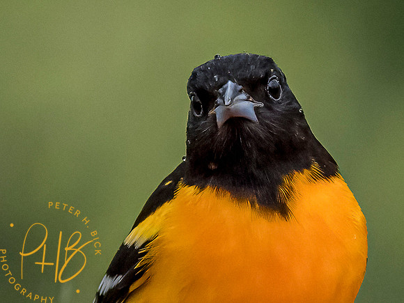 Indiana Birds and Wildlife 2021 5693-Edit