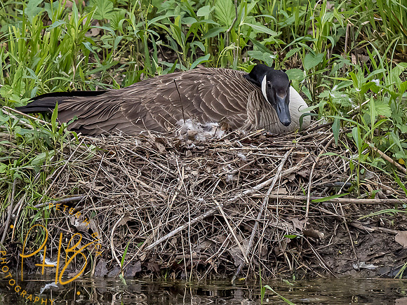 Indiana Birds and Wildlife 2021 5785-Edit
