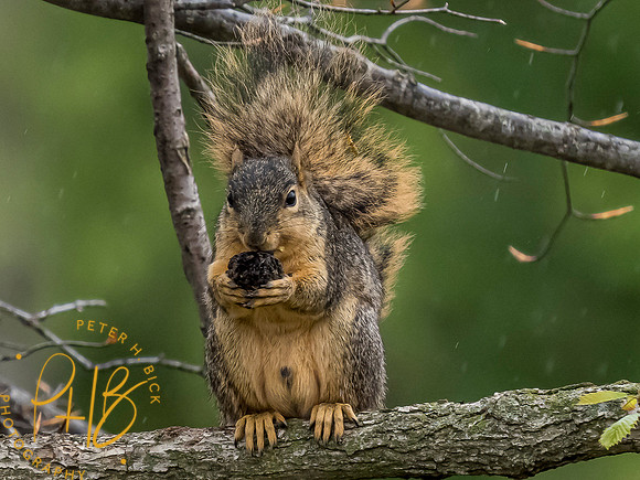 Indiana Birds and Wildlife 2021 5819-Edit