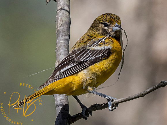 Indiana Birds and Wildlife 2021 5847-Edit