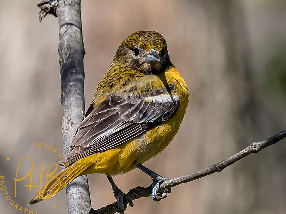 Indiana Birds and Wildlife 2021 5885-Edit