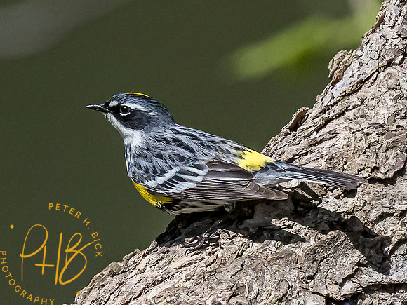 Indiana Birds and Wildlife 2021 5900-Edit