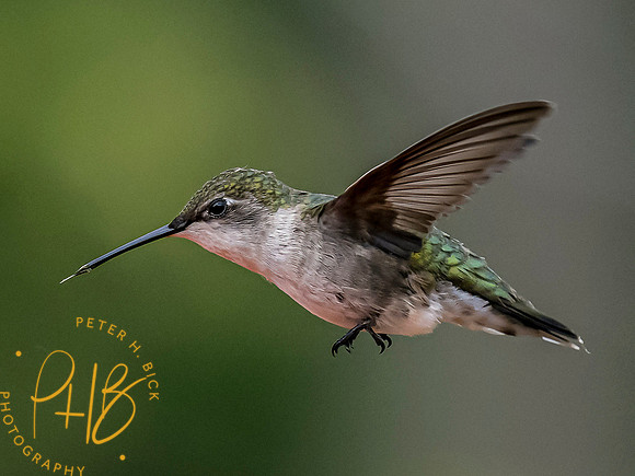 Indiana Birds and Wildlife 2021 5945-Edit