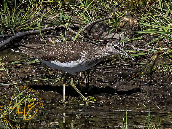 Indiana Birds and Wildlife 2021 5970-Edit