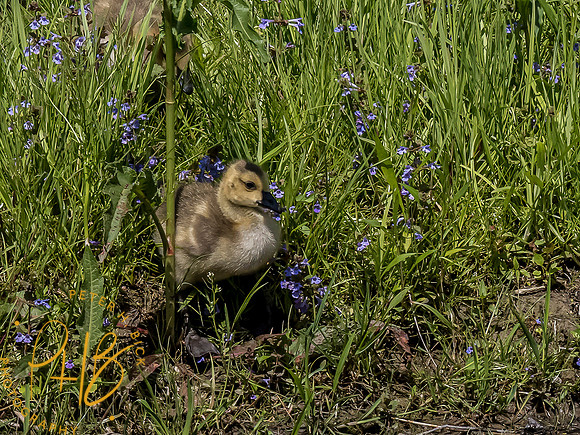 Indiana Birds and Wildlife 2021 6060-Edit