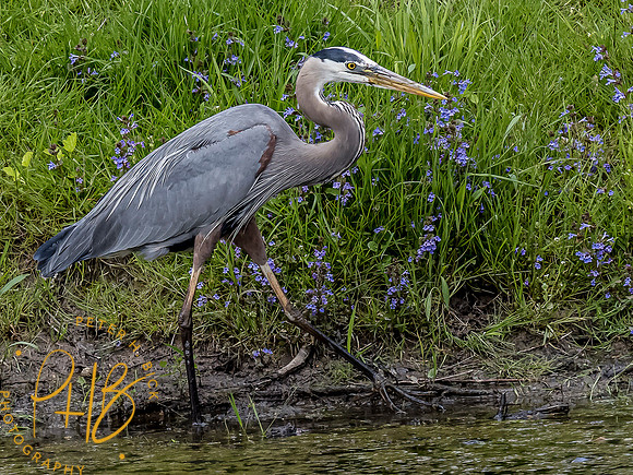 Indiana Birds and Wildlife 2021 6108-Edit