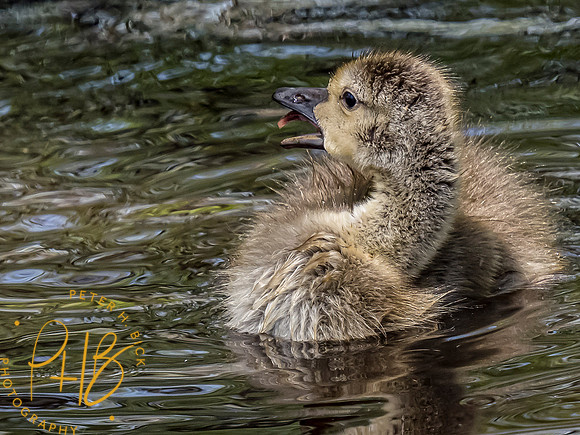 Indiana Birds and Wildlife 2021 6268-Edit