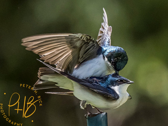 Indiana Birds and Wildlife 2021 6298-Edit