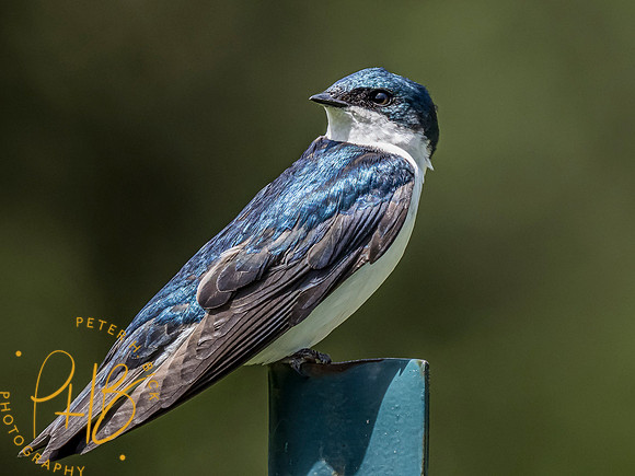 Indiana Birds and Wildlife 2021 6305-Edit