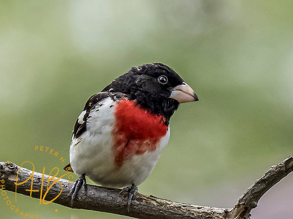 Indiana Birds and Wildlife 2021 6327-Edit
