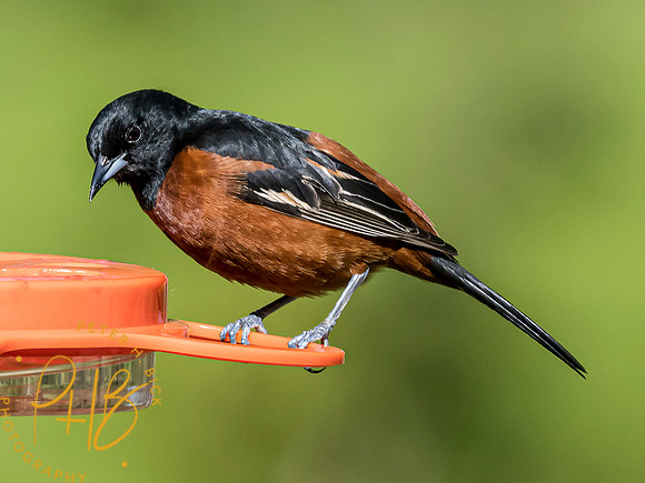 Indiana Birds and Wildlife 2021 6390-Edit