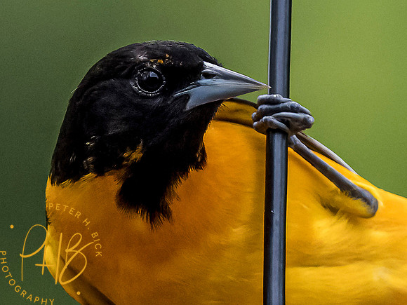 Indiana Birds and Wildlife 2021 6469-Edit