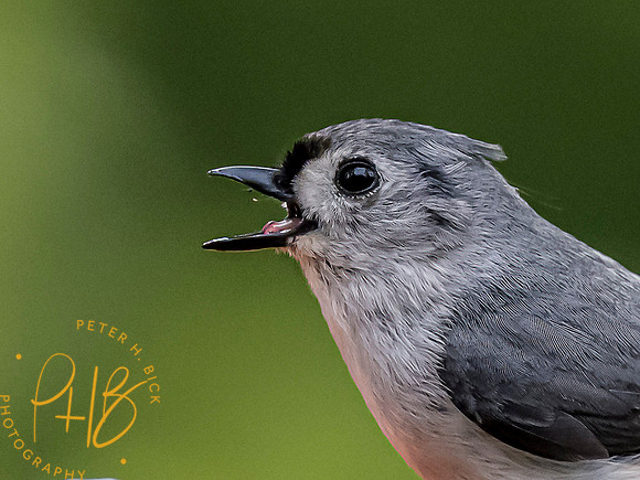 Indiana Birds and Wildlife 2021 6550-Edit