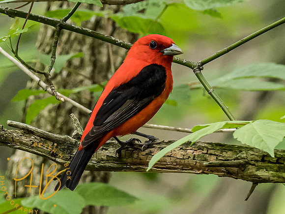Indiana Birds and Wildlife 2021 6646-Edit