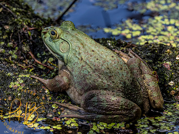 Indiana Birds and Wildlife 2021 6787-Edit