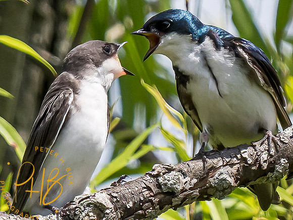Indiana Birds and Wildlife 2021 6803-Edit
