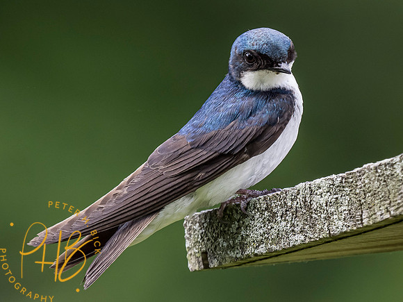Indiana Birds and Wildlife 2021 6846-Edit