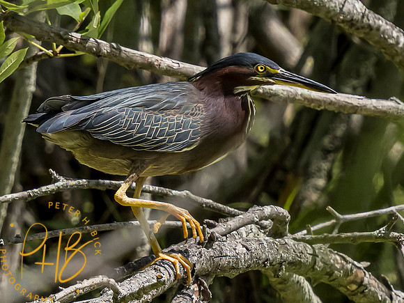 Indiana Birds and Wildlife 2021 6858-Edit