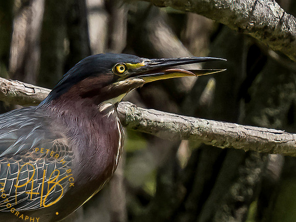 Indiana Birds and Wildlife 2021 6861-Edit-Edit