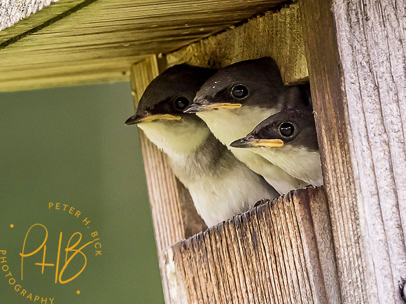 Indiana Birds and Wildlife 2021 6897-Edit