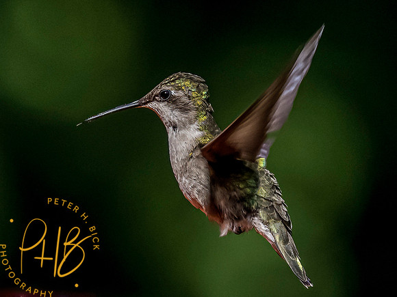 Indiana Birds and Wildlife 2021 7027-Edit