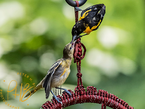 Indiana Birds and Wildlife 7087-Edit