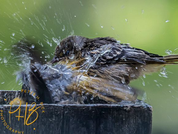 Indiana Birds and Wildlife 7140-Edit