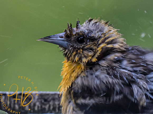 Indiana Birds and Wildlife 7150-Edit