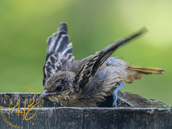 Indiana Birds and Wildlife 7160-Edit