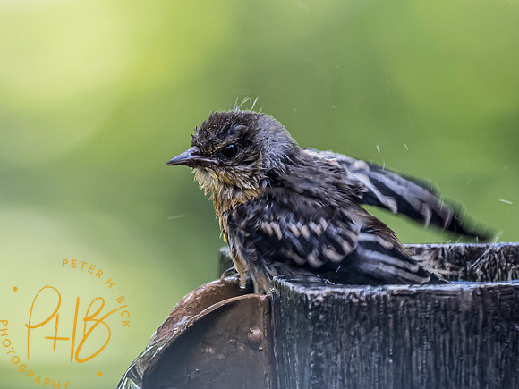 Indiana Birds and Wildlife 7165-Edit