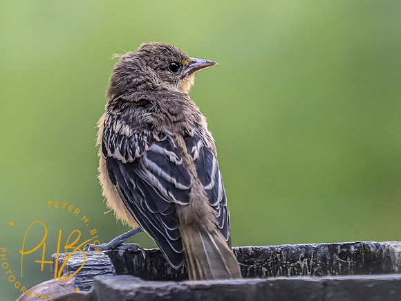 Indiana Birds and Wildlife 7199-Edit