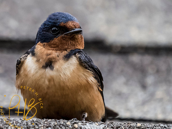 Indiana Birds and Wildlife 7248-Edit