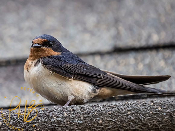 Indiana Birds and Wildlife 7251-Edit