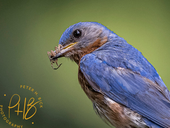 Indiana Birds and Wildlife 7409-Edit