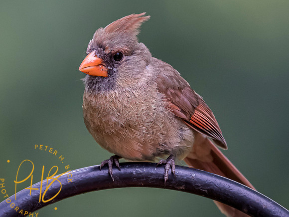 Indiana Birds and Wildlife 7438-Edit